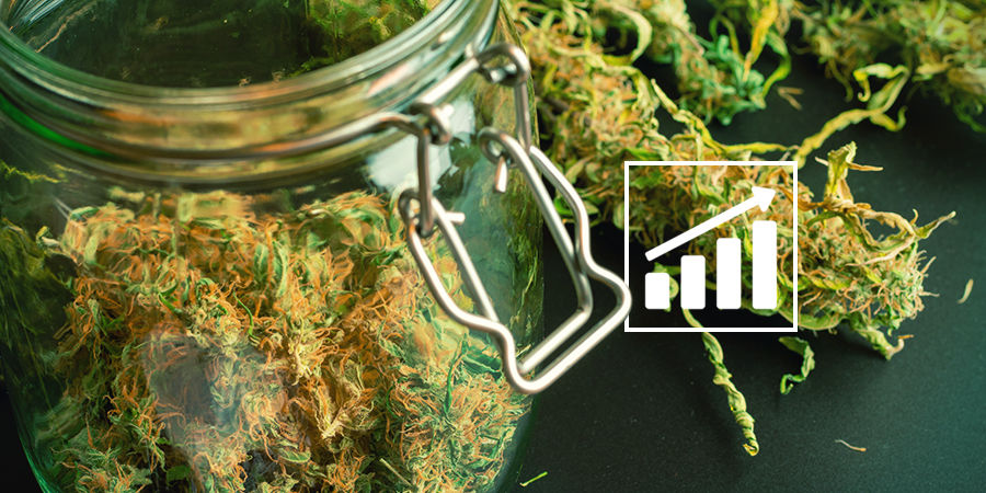 En bemærkning om cannabisudbytte Cannabis Seedfinder: En bemærkning om cannabisudbytte
