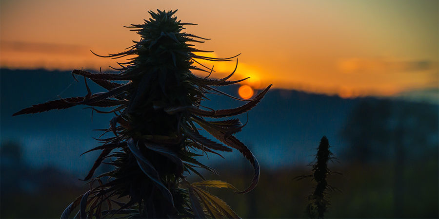 Plantstørrelse Cannabis Seedfinder: Plant Size