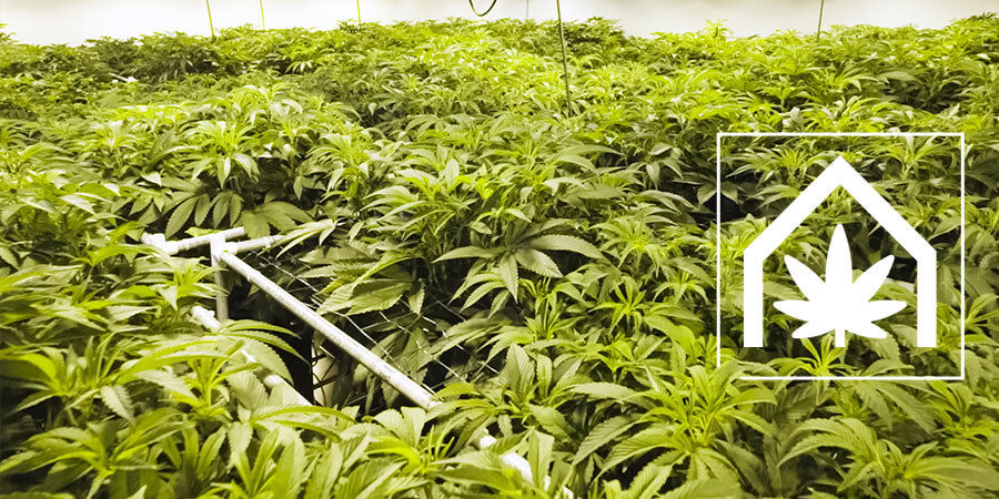 Sådan skaber og vedligeholder du det ultimative cannabis-dyrkningsrum Sådan skaber og vedligeholder du det ultimative cannabis-dyrkningsrum