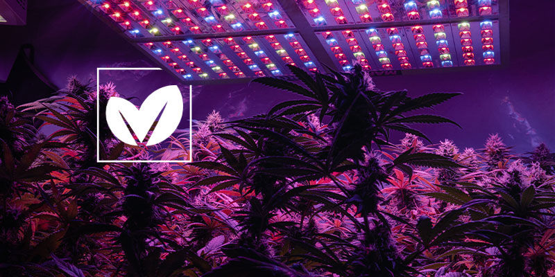 Sådan gør du dit dyrkningsrum til cannabis så grønt som muligt Sådan gør du dit dyrkningsrum til cannabis så grønt som muligt