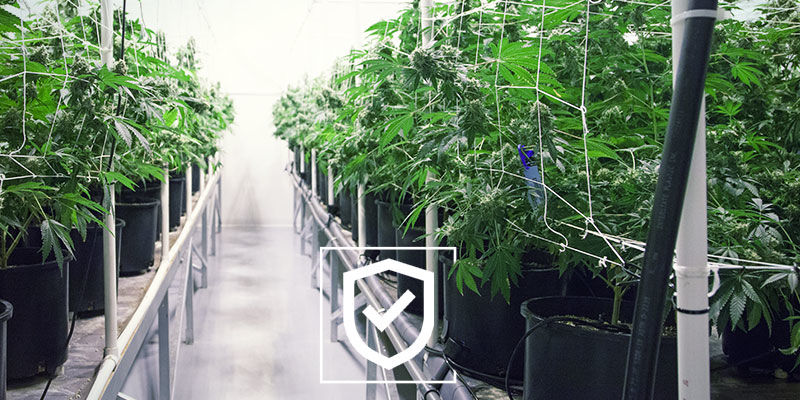 Hold dit dyrkerum til cannabis så sikkert som muligt Hold dit dyrkerum til cannabis så sikkert som muligt