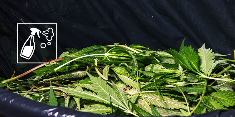Sørg for, at dit dyrkeområde til cannabis er så rent som muligt Sørg for, at dit dyrkeområde til cannabis er så rent som muligt