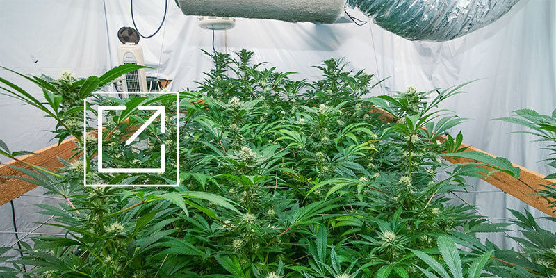 Få mest muligt ud af dit cannabis-dyrkningsrum Få mest muligt ud af dit cannabis-dyrkningsrum