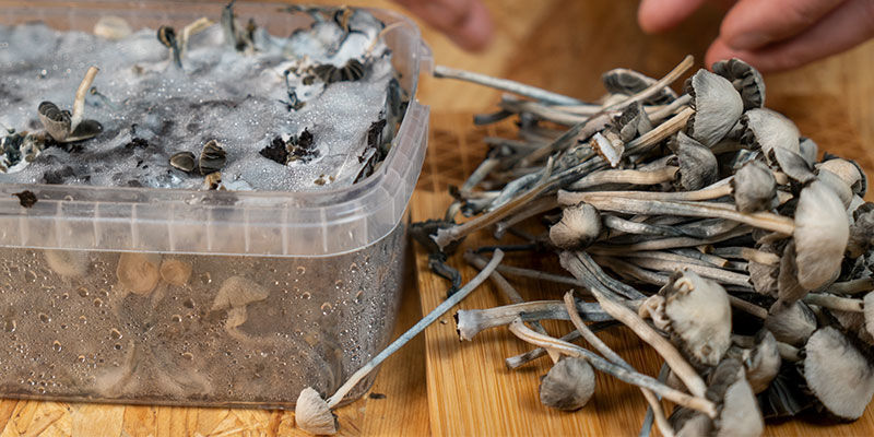 Styrken af Copelandia Hawaiian magiske svampe Styrken af Copelandia Hawaiian magic mushrooms