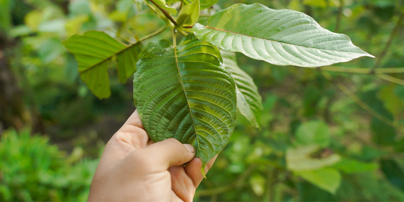 Hvad er kratom? Hvad er kratom?