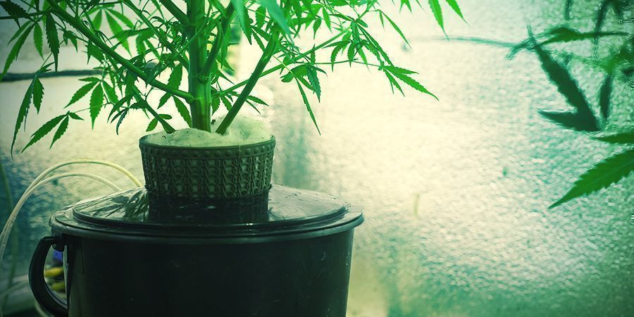 Hvad er hydroponisk cannabiskultur? Hvad er hydroponisk cannabiskultur?