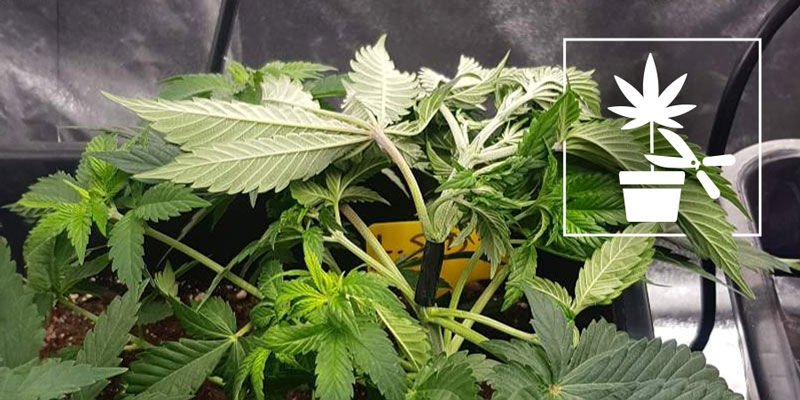 Den komplette begyndervejledning til forskellige tr&aelig;ningsteknikker til cannabisplanter