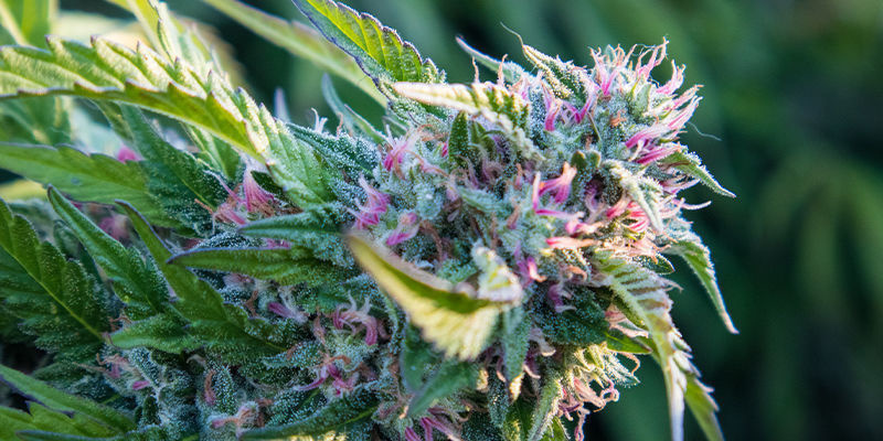 Fordele ved F1 cannabis-hybrider Fordele ved F1 cannabis-hybrider