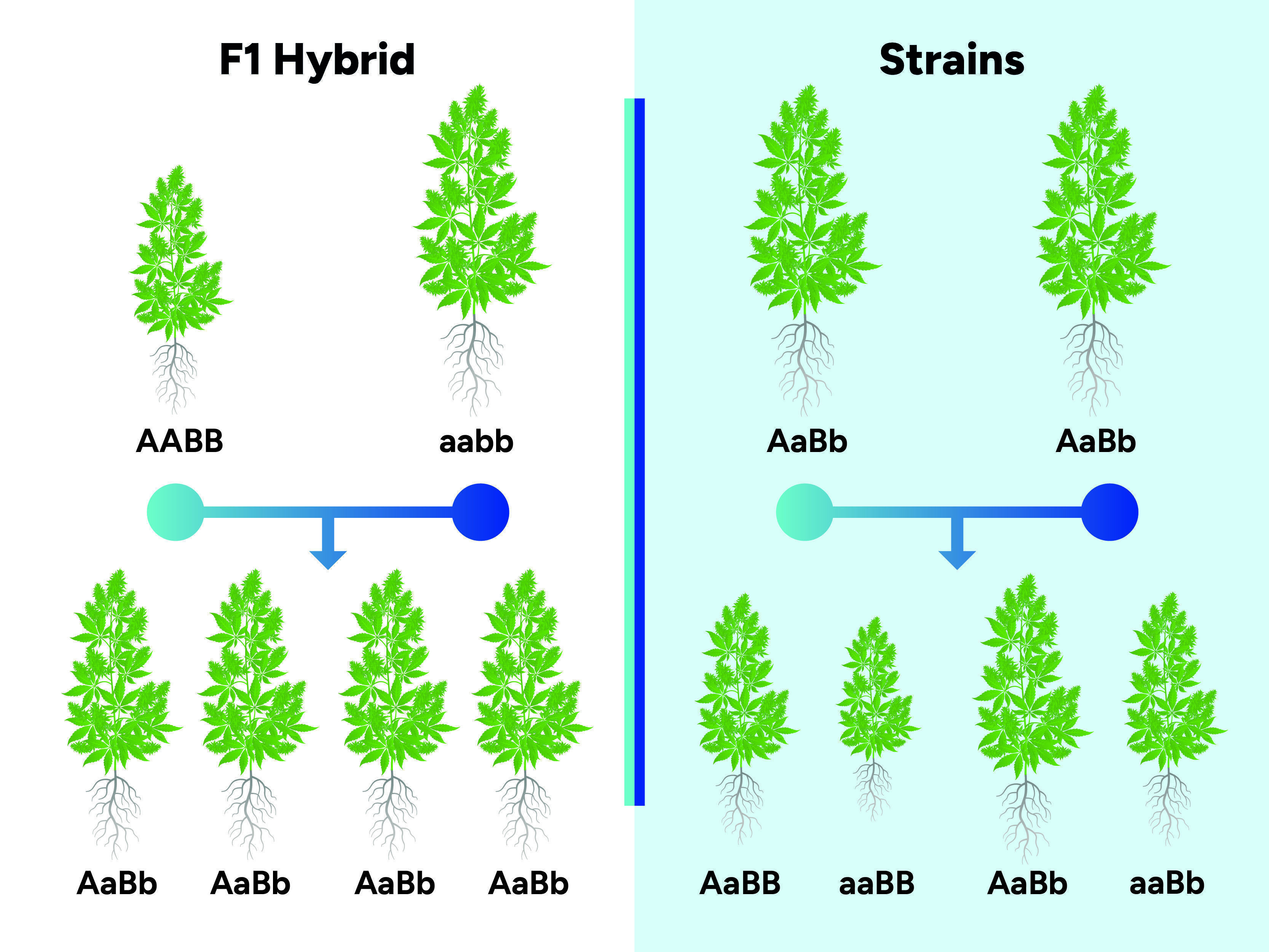 Hvad er F1-hybrider af cannabis? Hvad er F1-hybrider af cannabis?