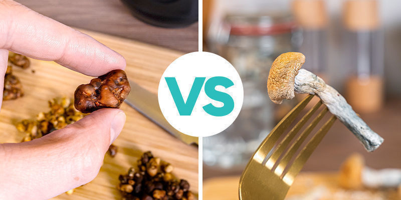Indtagelse af magiske trøfler vs magiske svampe Indtagelse af magiske trøfler vs magiske svampe