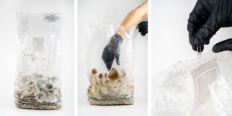 Høst af din Zamnesia Ready-2-Grow Bag Høst af din Zamnesia Ready-2-Grow Bag