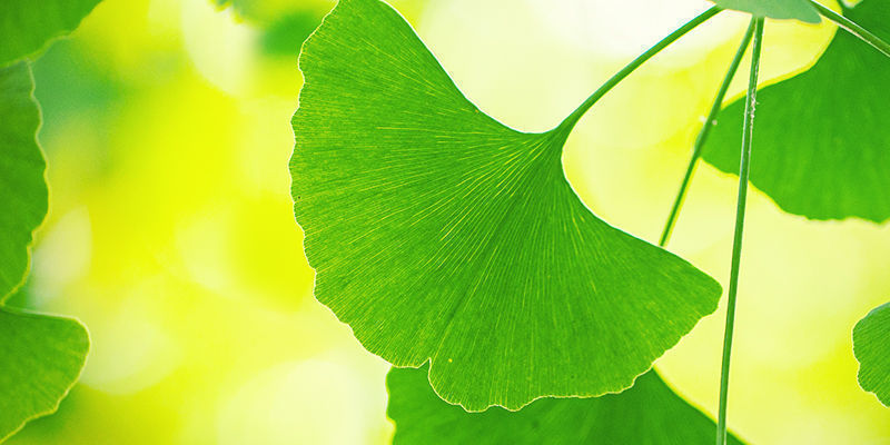 F&aring; mest muligt ud af Ginkgo biloba