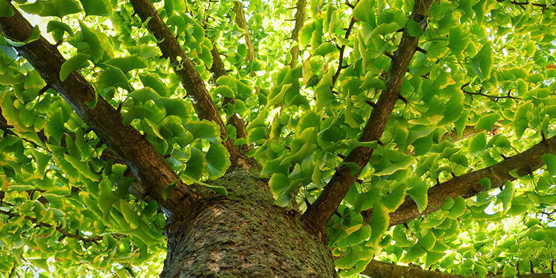 Why Ginkgo biloba is called a &ldquo;living fossil&rdquo;