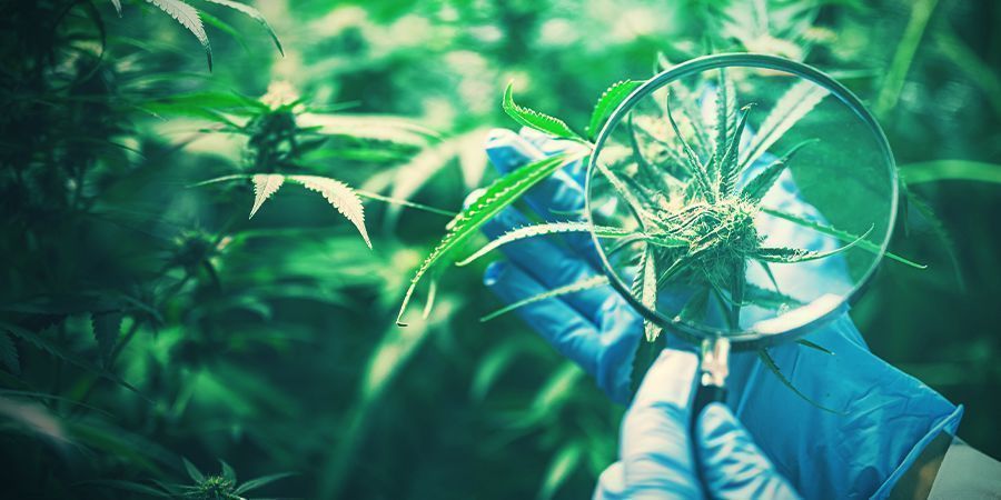 Bevarelse af eftertragtet cannabigenetik Bevarelse af eftertragtet cannabigenetik