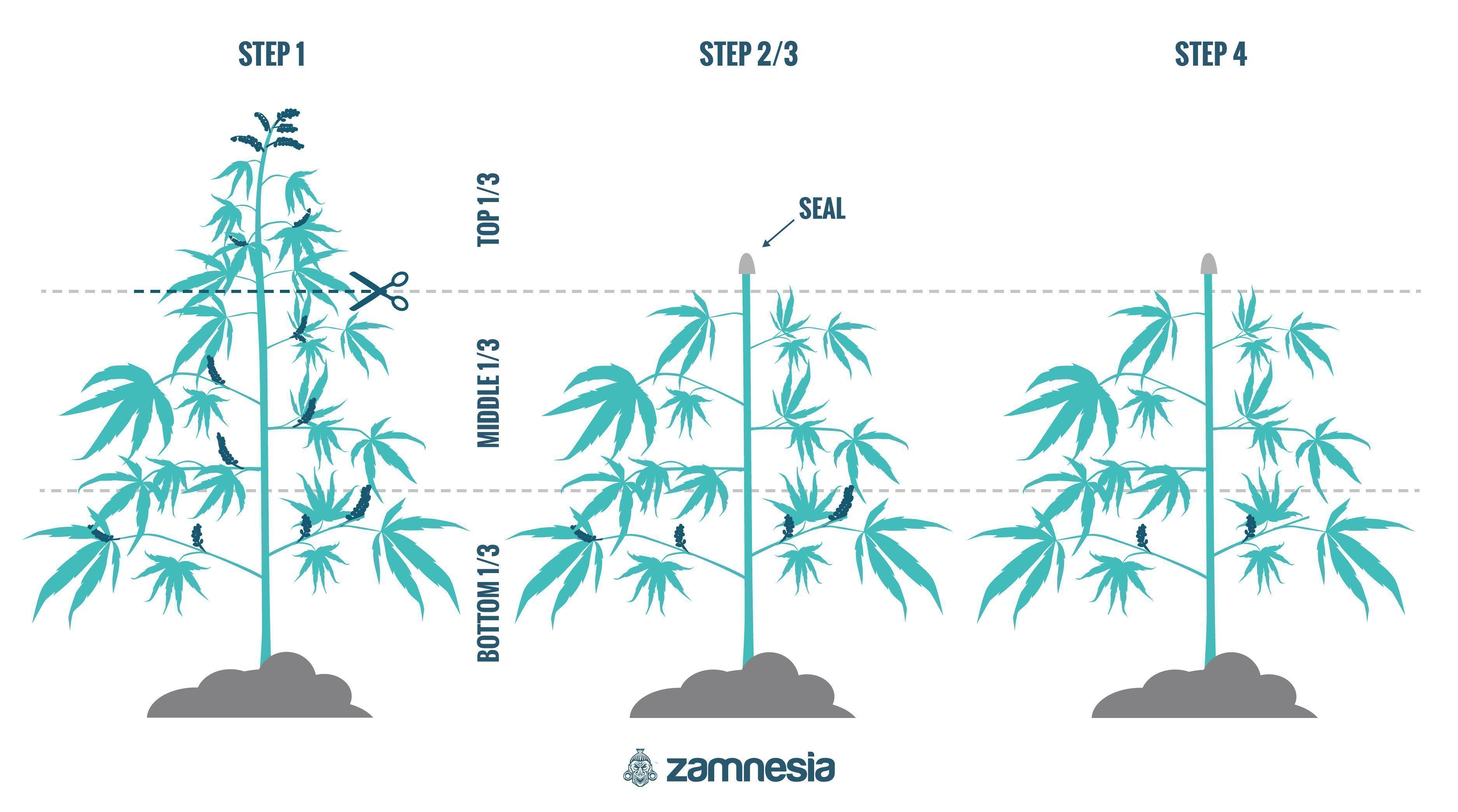 Sådan regenererer du cannabisplanter Sådan regenererer du cannabisplanter