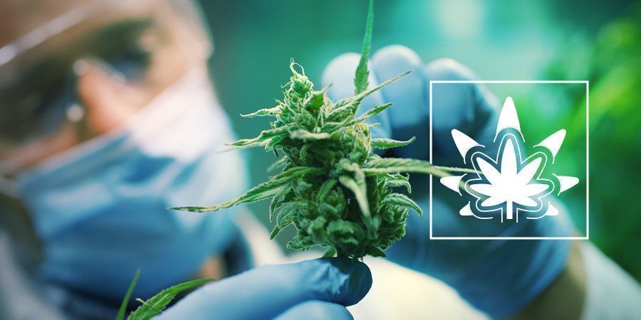 Regenerering af cannabisplanter Regenerering af cannabisplanter
