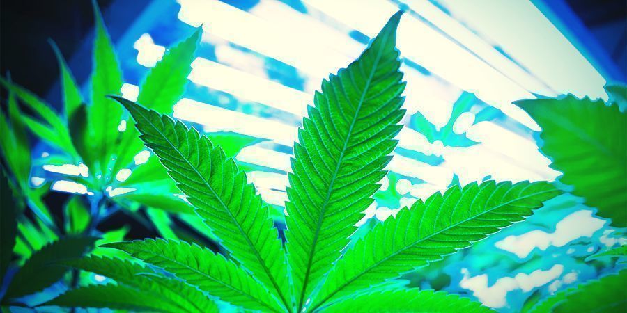 Hvordan fungerer regenerering af cannabis? Hvordan fungerer regenerering af cannabis?