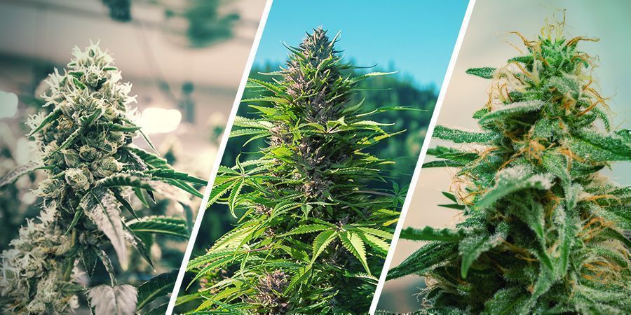 Indendørs vs udendørs vs Autoflower Regenerering af cannabis: Indendørs vs udendørs vs Autoflower