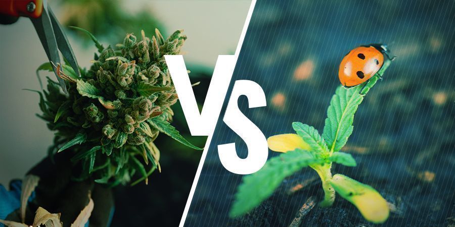 Fordele og ulemper ved regenerering af cannabis Fordele og ulemper ved regenerering af cannabis
