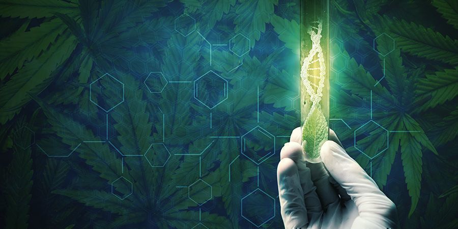 Grunde til at regenerere dine cannabisplanter Grunde til at regenerere dine cannabisplanter