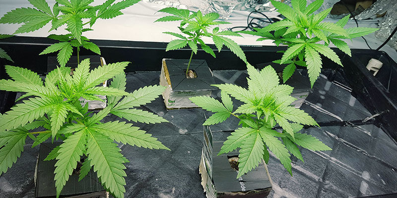Skalér dit grow med et eller to NFT-systemer SCALE UP THE GROW OP WITH AN NFT SYSTEM OR TWO