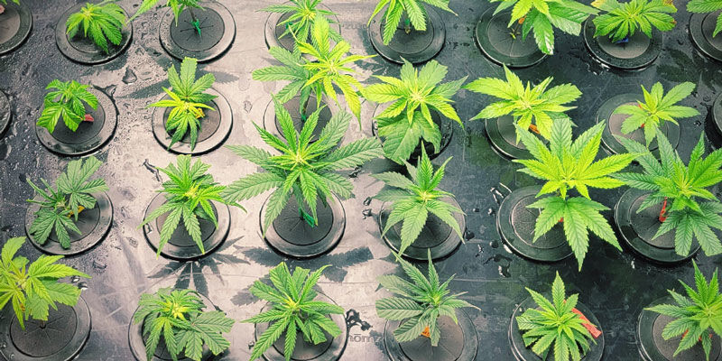 Aeroponics for næste generations dyrkere AEROPONICS FOR NEXT-GEN GROWERS