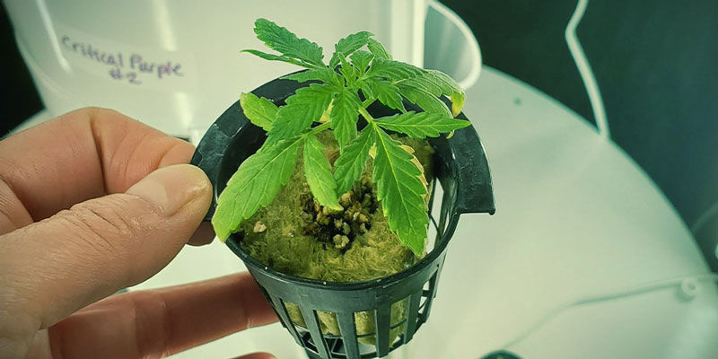 Hydroponiske næringsstoffer og pH HYDROPONIC NUTRIENTS AND PH