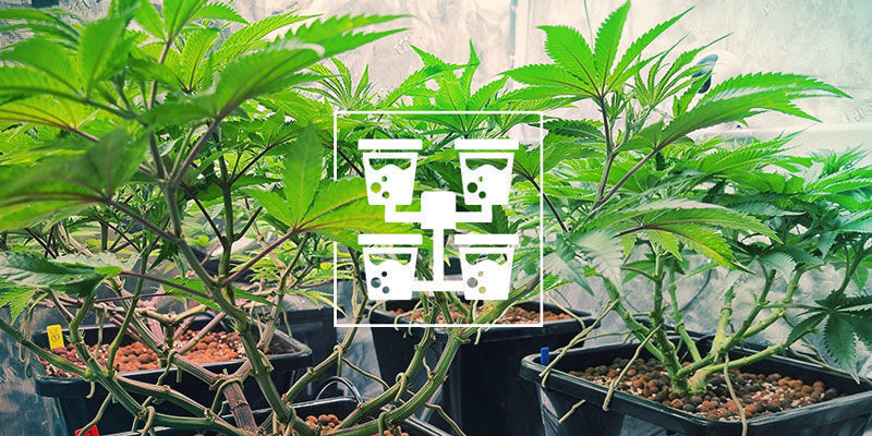 Hydro Setup Types For Cannabis Hydro Setup Types For Cannabis