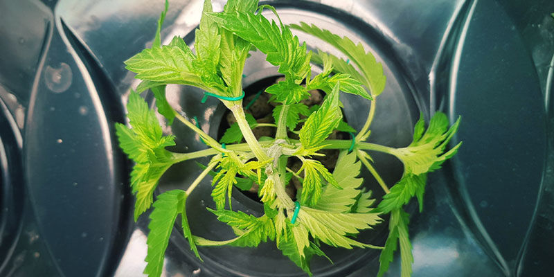 Fordele og ulemper ved avanceret hydroponisk cannabisdyrkning FORDELE OG ULEMPER VED AVANCERET HYDROPONISK CANNABISDYRKNING