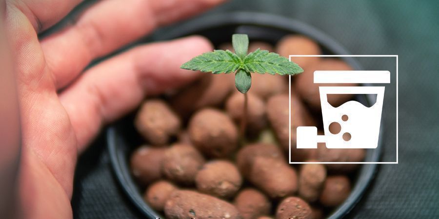 Sådan sætter du et DWC-system op Sådan sætter du et DWC-system op