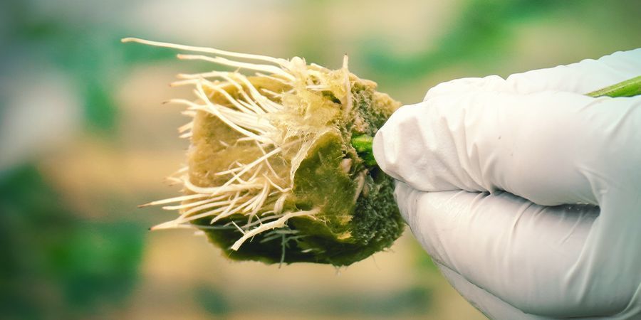 Hvorfor klone en cannabisplante? WHY CLONE A CANNABIS PLANT?