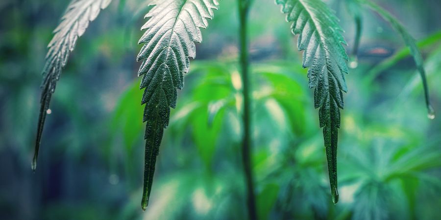 Sådan passer du dine cannabiskloner SÅDAN PASSER DU DINE CANNABISKLONER