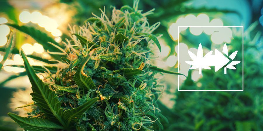 Cannabis-kloner Cannabis-kloner
