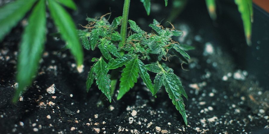 Ukonoel kloning – monster cropping UNCONVENTIONAL CLONING-MONSTER CROPPING