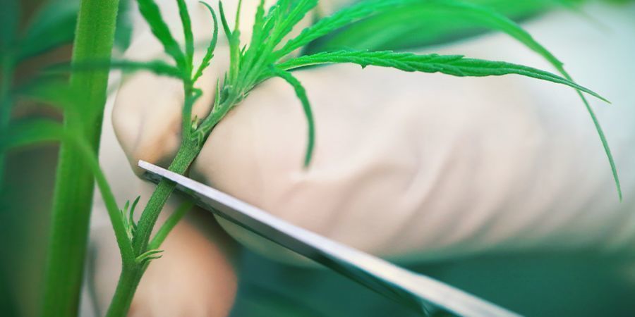 Valg af moderplante VALG AF MODERPLANTE