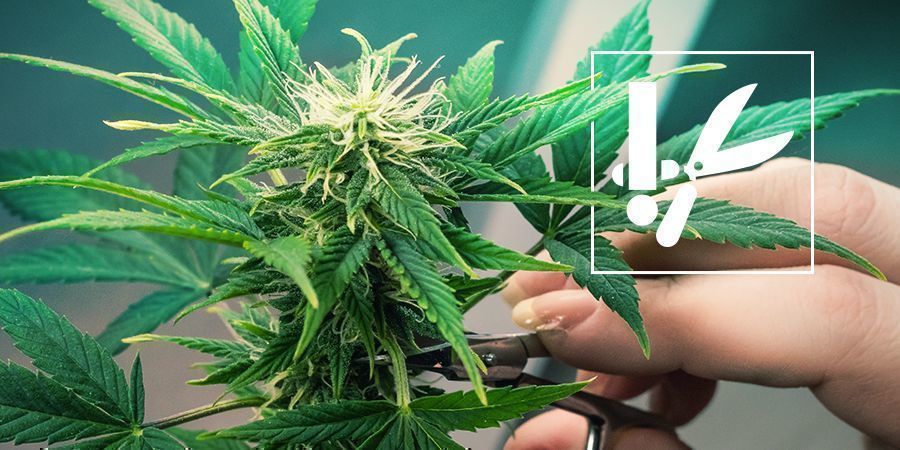 Teknikker og tips til trimning af cannabis Teknikker og tips til trimning af cannabis