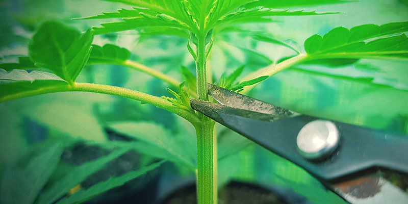 Topping af cannabis