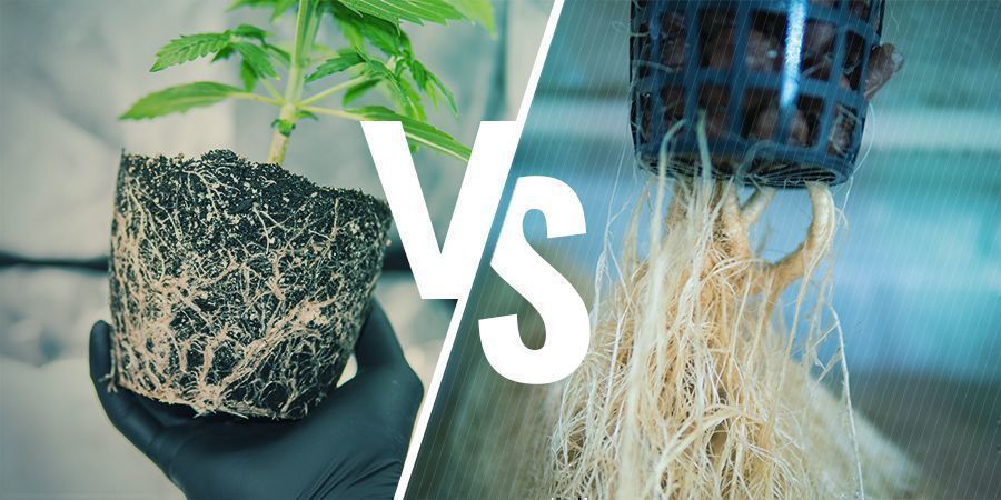 Air pruning vs. manuel beskæring Air pruning vs. manuel beskæring