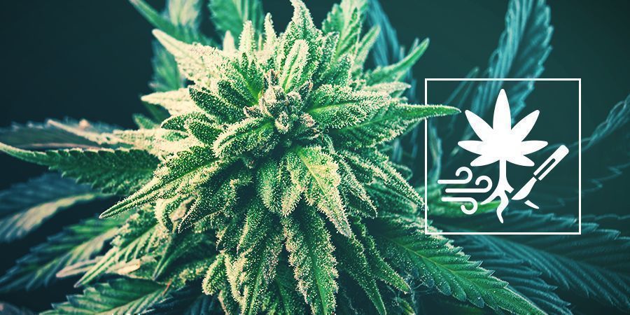 Sådan øger du cannabisudbyttet med rodbeskæring Sådan øger du cannabisudbyttet med rodbeskæring