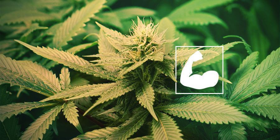 Fordelene ved rodbeskæring af cannabis Fordelene ved rodbeskæring af cannabis
