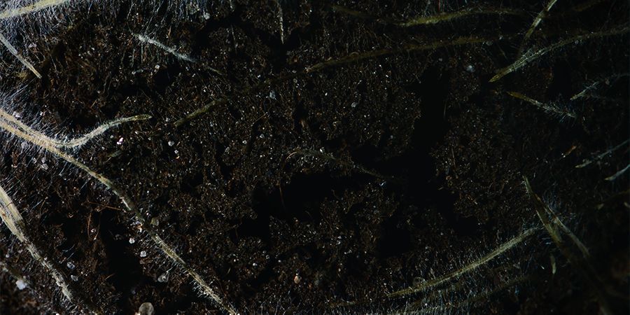 Hvad gør du med beskårne cannabisrødder? Hvad gør du med beskårne cannabisrødder?