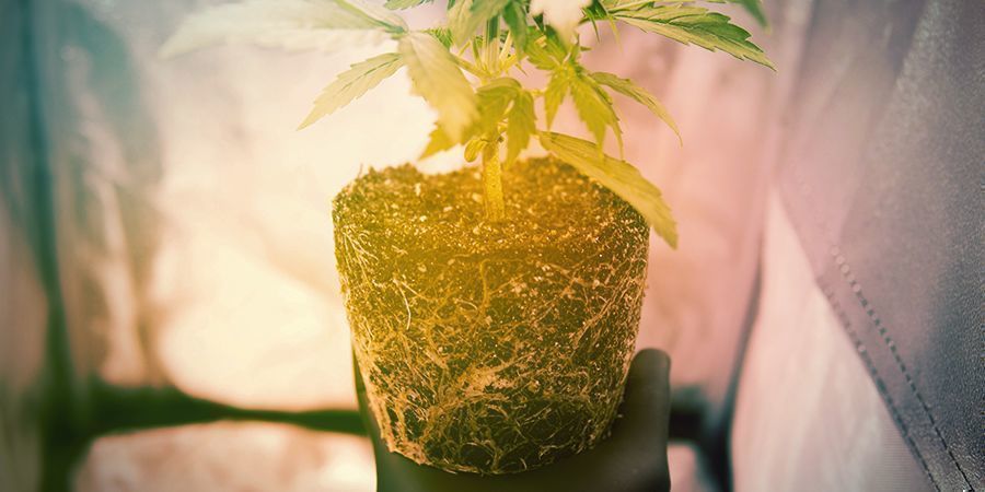 Hvornår du skal beskære cannabisrødder manuelt Hvornår du skal beskære cannabisrødder manuelt