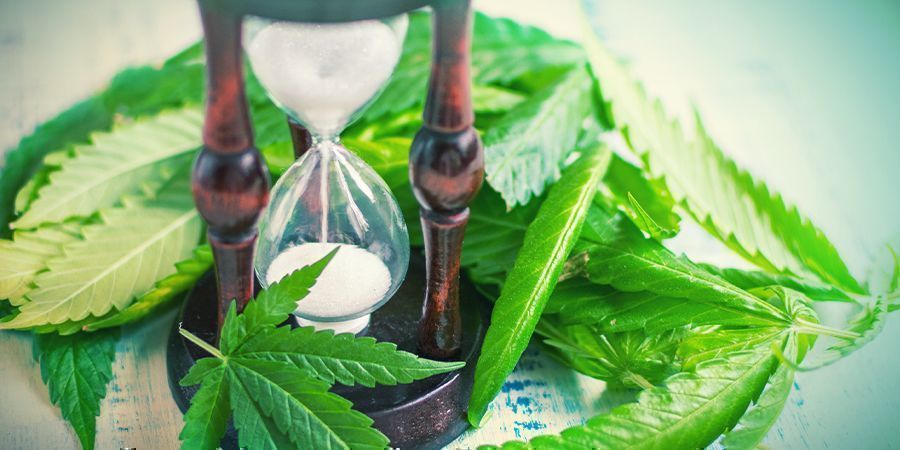 Hvornår man skal splitte cannabisstængler Hvornår man skal splitte cannabisstængler