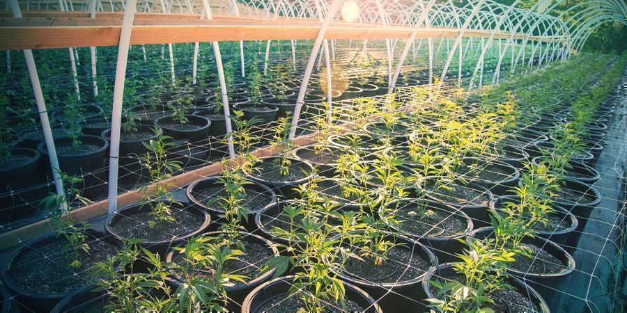 Sådan laver du espalier til cannabis udendørs HOW TO TRELLIS CANNABIS OUTDOORS