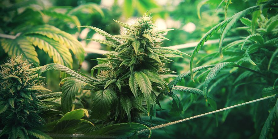 ScrOG-metoden til maksimal produktion SCROG METHOD FOR MAXIMUM PRODUCTION