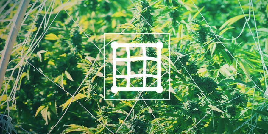 Opbinding af cannabis Trellising Cannabis