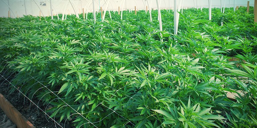 Fordele og udfordringer ved trellising af cannabis BENEFITS AND CHALLENGES OF TRELLISING CANNABIS