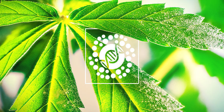 Alt om pollen og cannabisforædling Alt om pollen og cannabisforædling