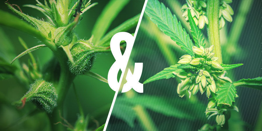 Forbindelsen mellem pollen og cannabisforædling The connection between pollen and cannabis breeding