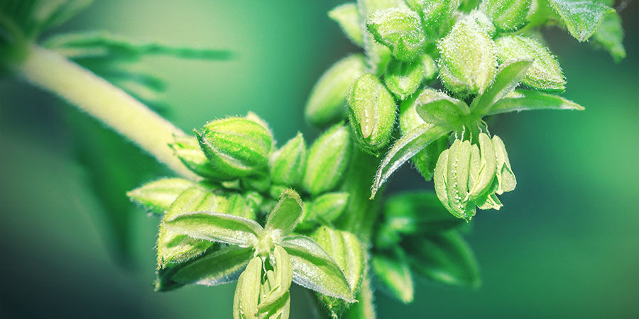 Kilder til cannabispollen Kilder til cannabispollen